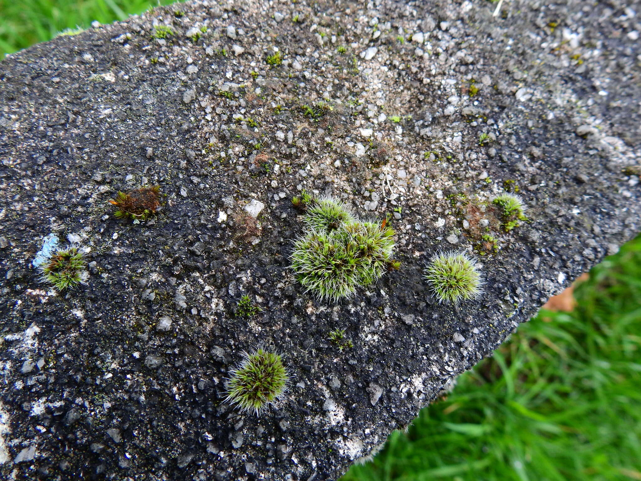 Image of pulvinate dry rock moss