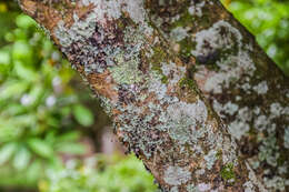 Image of Viburnum odoratissimum Ker-Gawl.