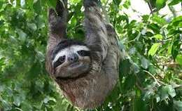 Image of sloth