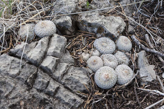 Image of Button Cactus