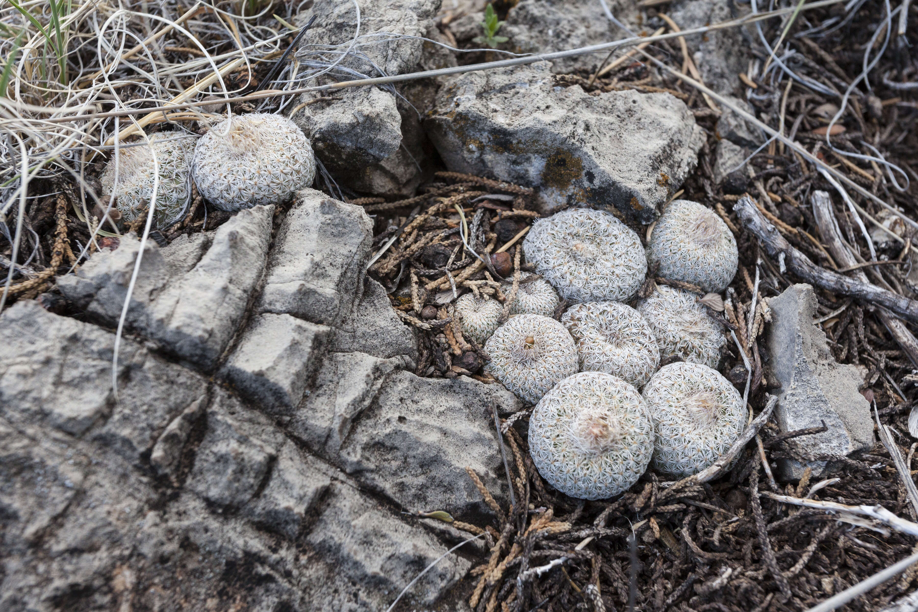 Image of Button Cactus