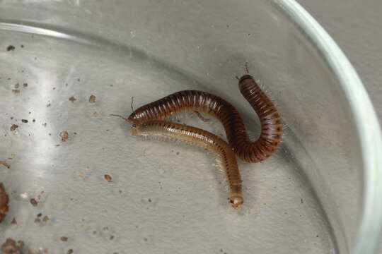 Image of Blunt-tailed Snake Millipede