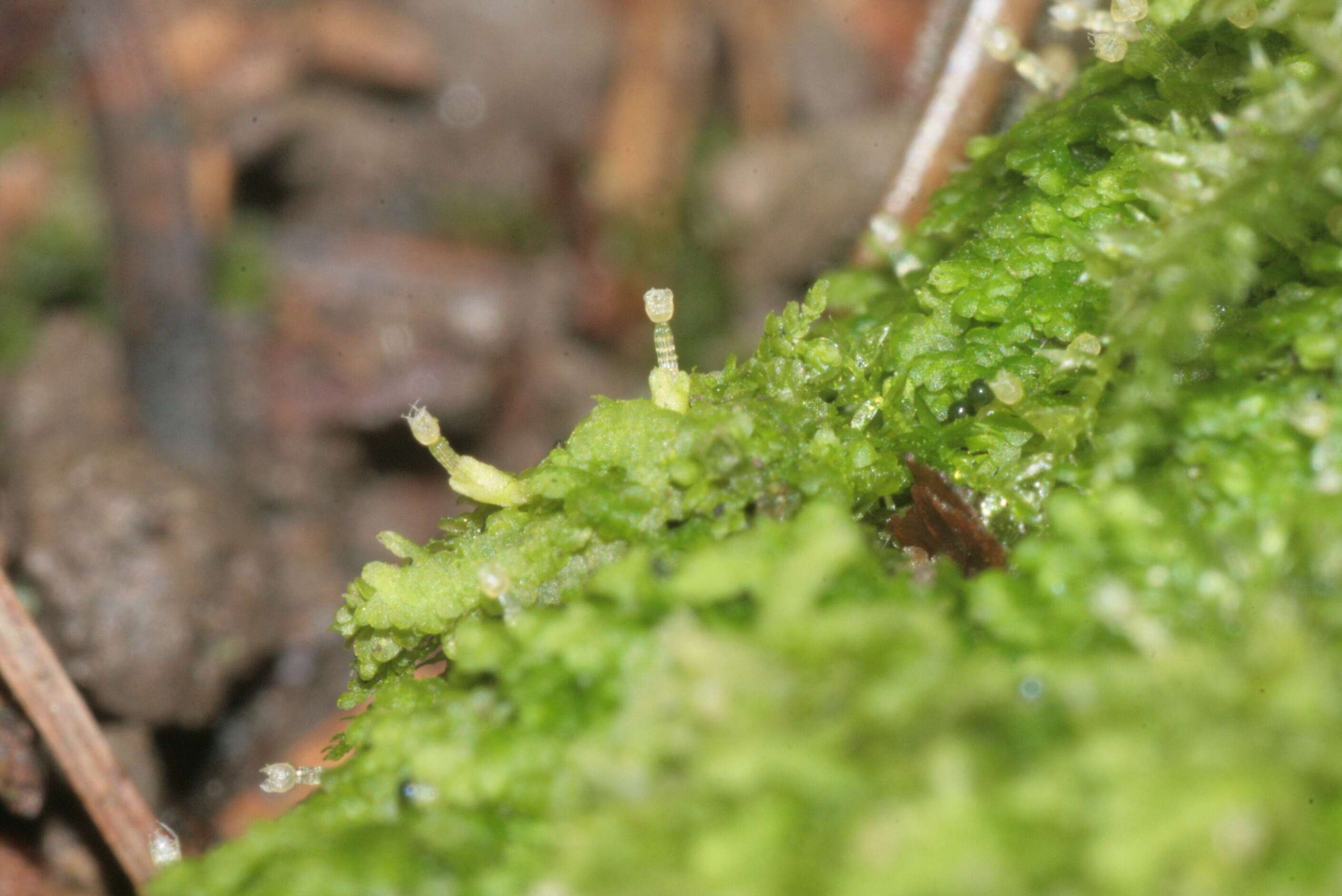 Image of Lejeunea cavifolia (Ehrh.) Lindb.