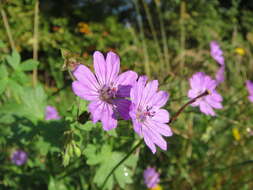 Image of hedgerow geranium