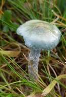 Image of Stropharia caerulea Kreisel 1979