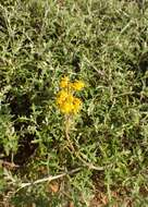 Image of seaside woolly sunflower