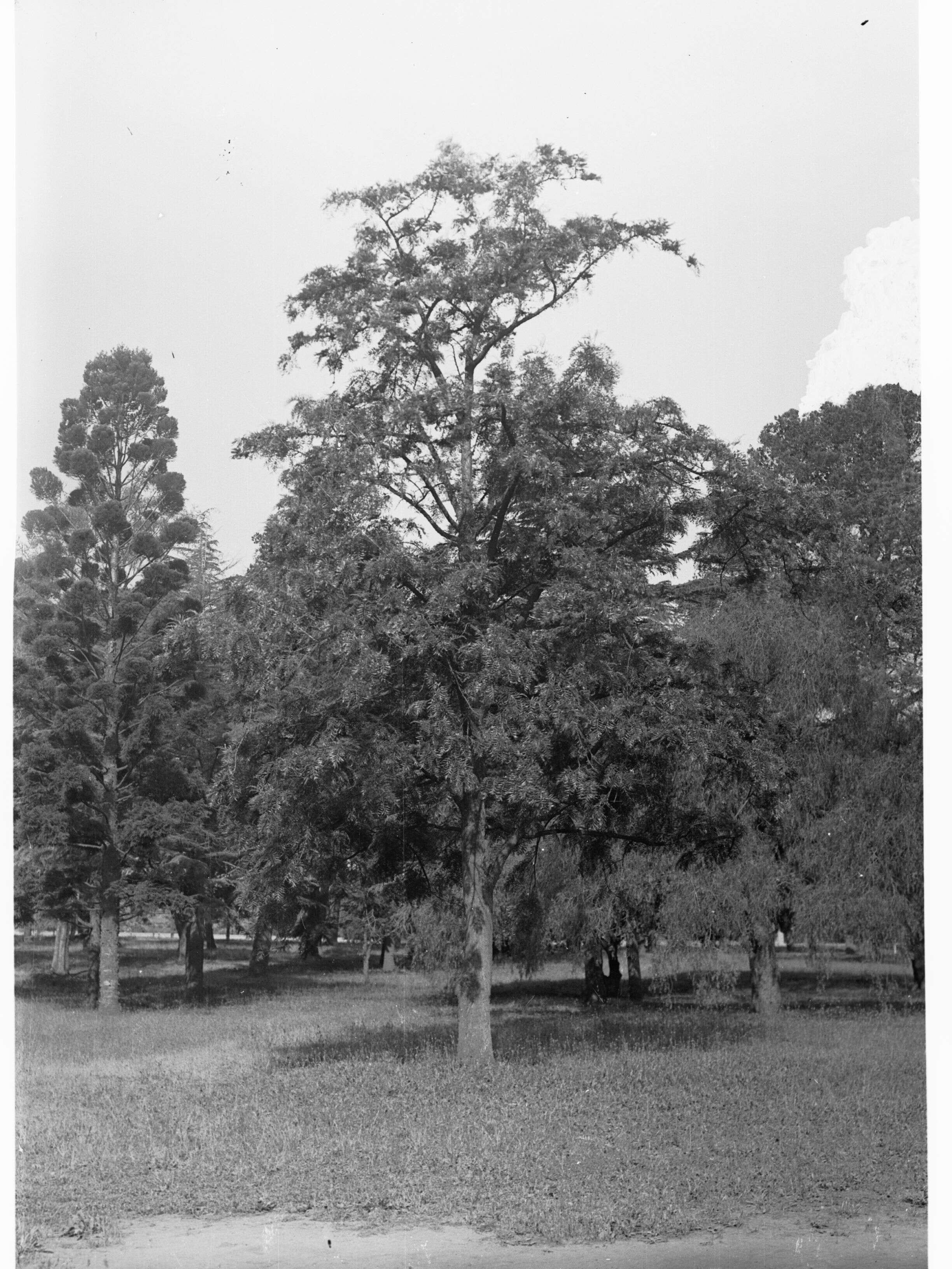 Imagem de Banksia integrifolia L. fil.