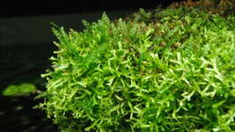 Image of Crystalwort