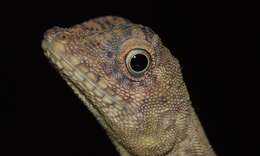 Image of Dusky Earless Agama