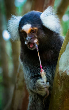 Image of Wied's Black-tufted-ear Marmoset