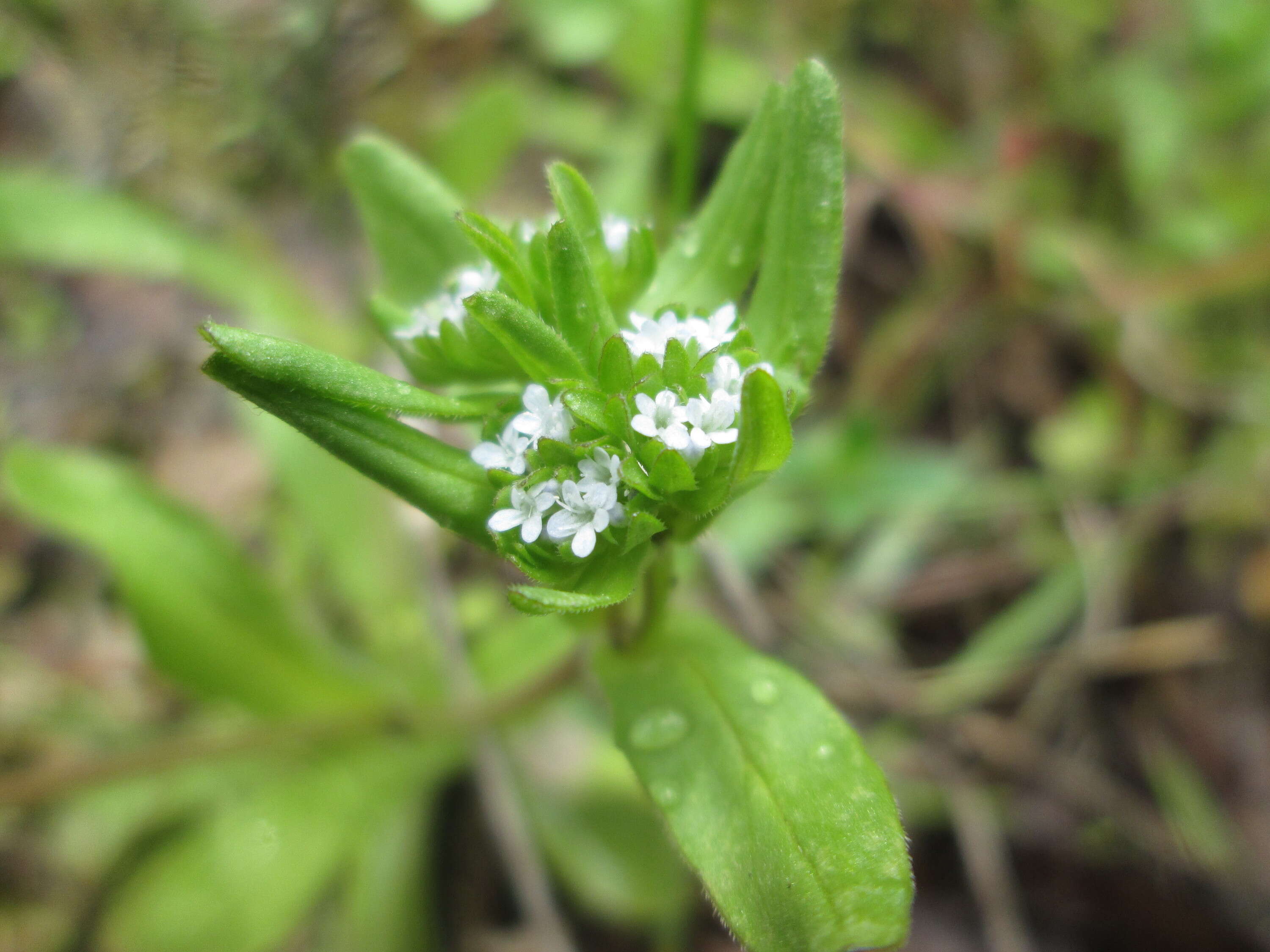 Image of Lewiston cornsalad