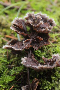 Image of Thelephora terrestris Ehrh. 1787