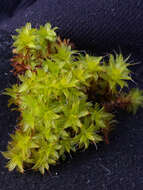 Image of great hairy screw-moss