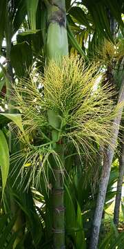 Image of Areca triandra Roxb. ex Buch.-Ham.