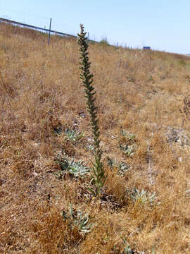 Image of Echium boissieri Steudel