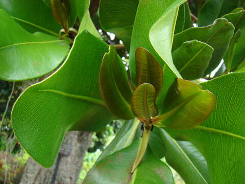 Image of Thunberg's gardenia