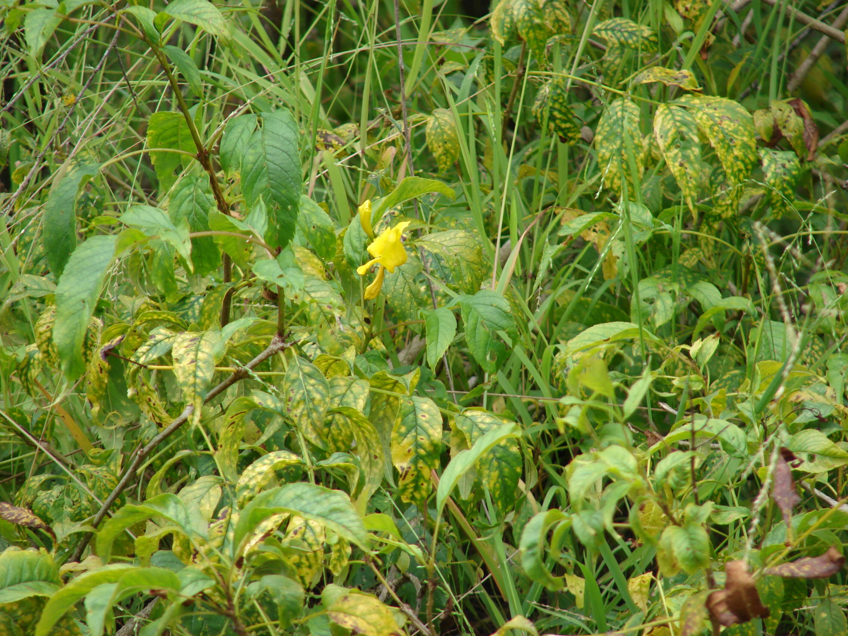 Image of Yellow bells