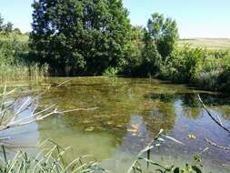 Image of twoleaf watermilfoil