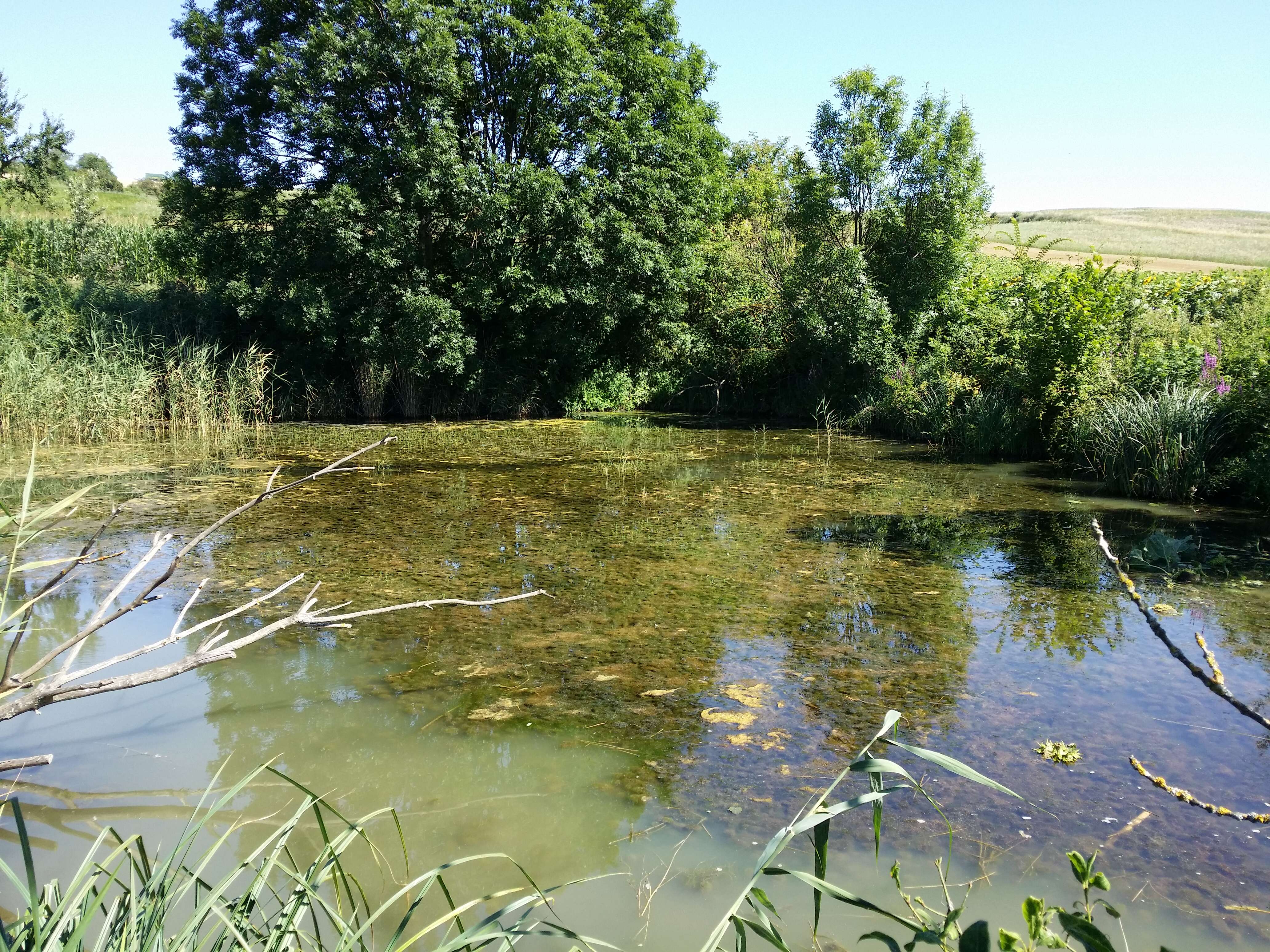 Image of twoleaf watermilfoil