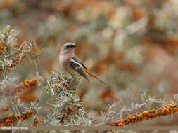 Image of Eversmann's Redstart