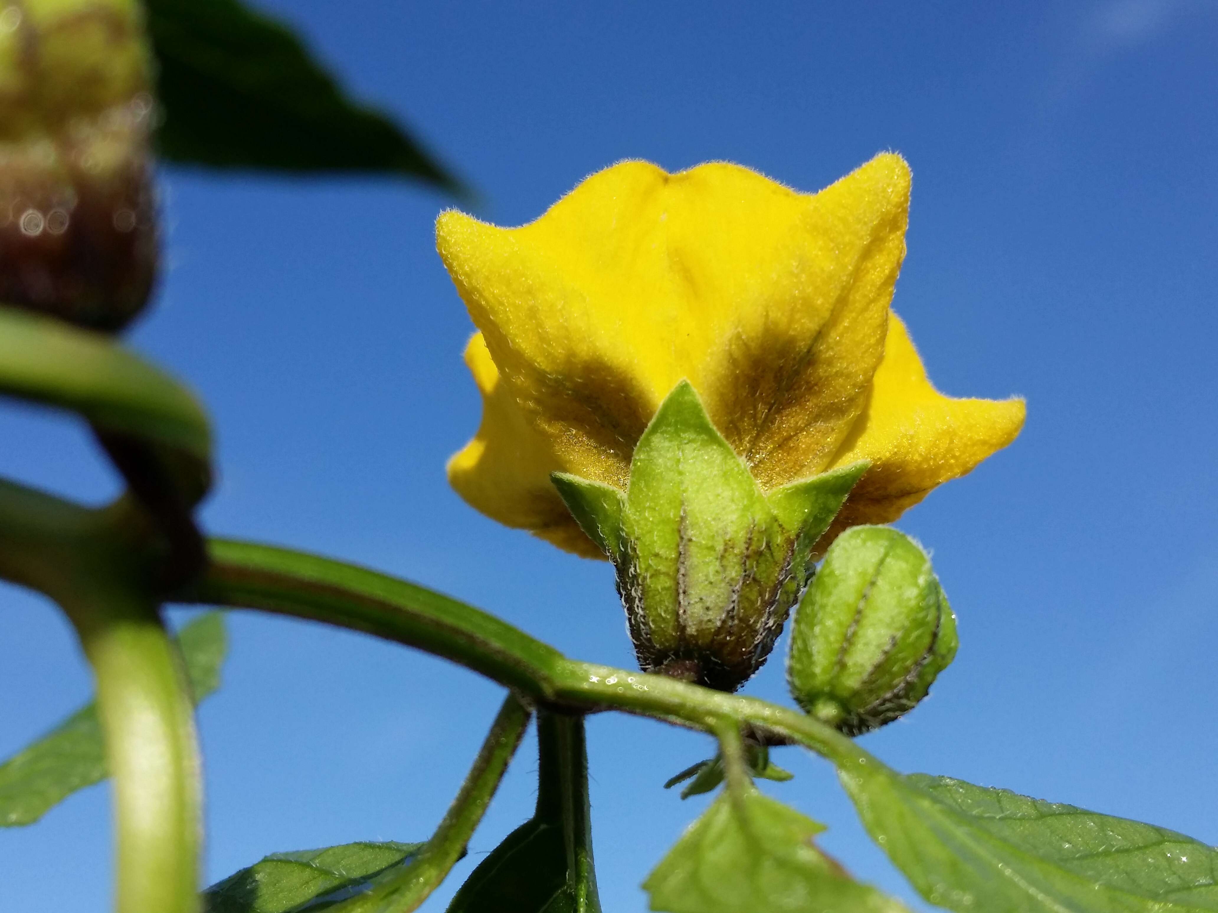 Image of Mexican groundcherry