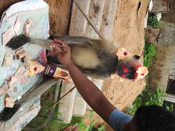 Image of Northern plains gray langur