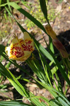 Image of Mexican Shellflower