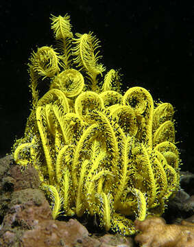 Image of Bottlebrush Feather Star