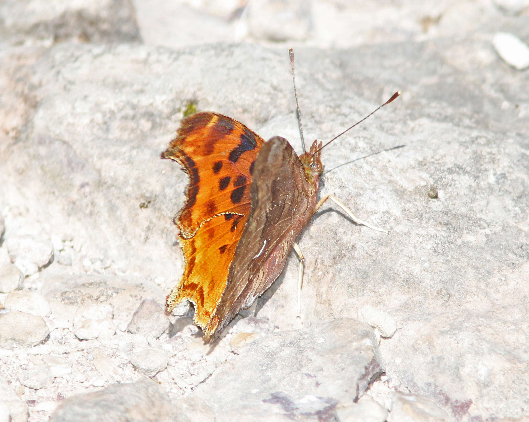 Image of Satyr Comma