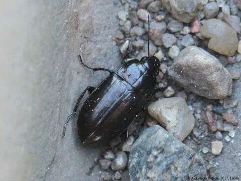 Amara (Amarocelia) erratica (Duftschmid 1812)的圖片