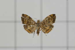 Image of Choreutis amethystodes