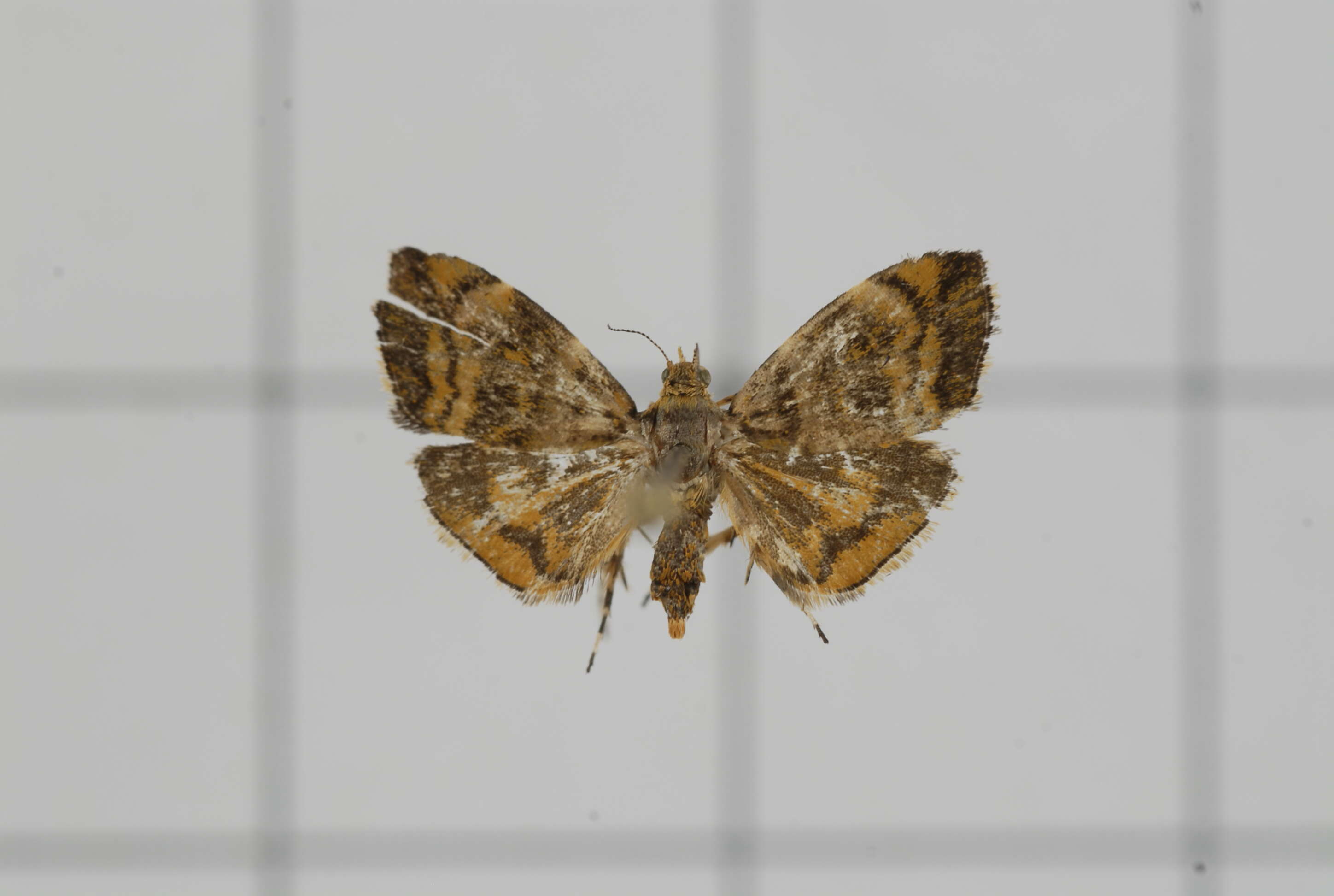 Image of Choreutis amethystodes