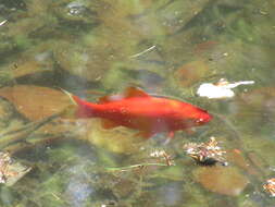 Image of Gibel carp