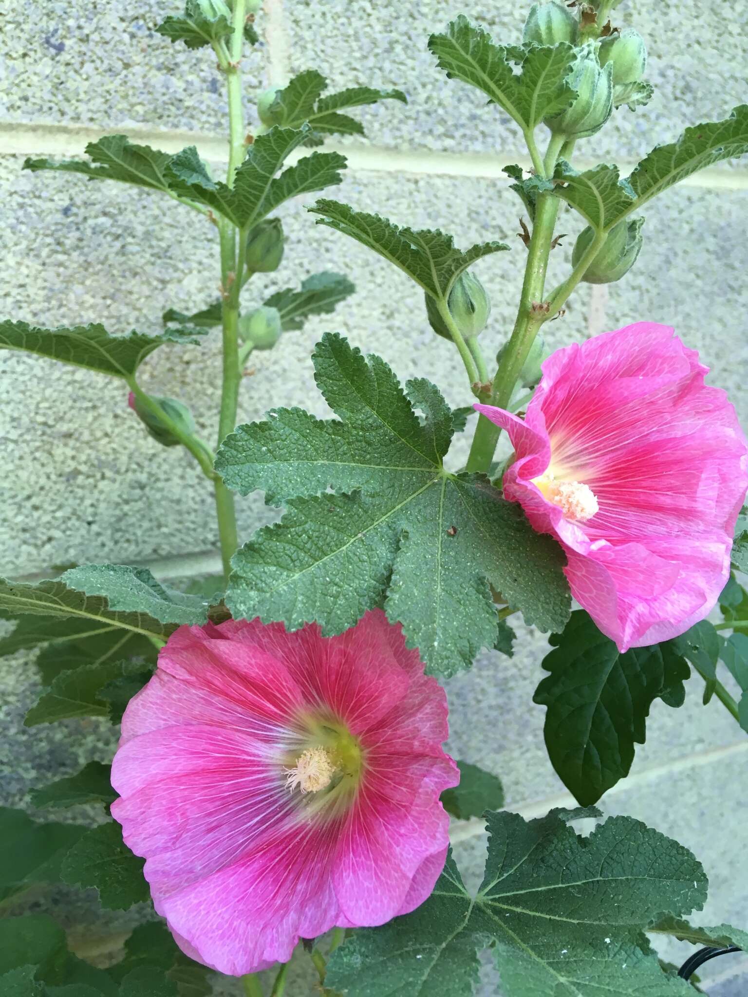 Image of hollyhock