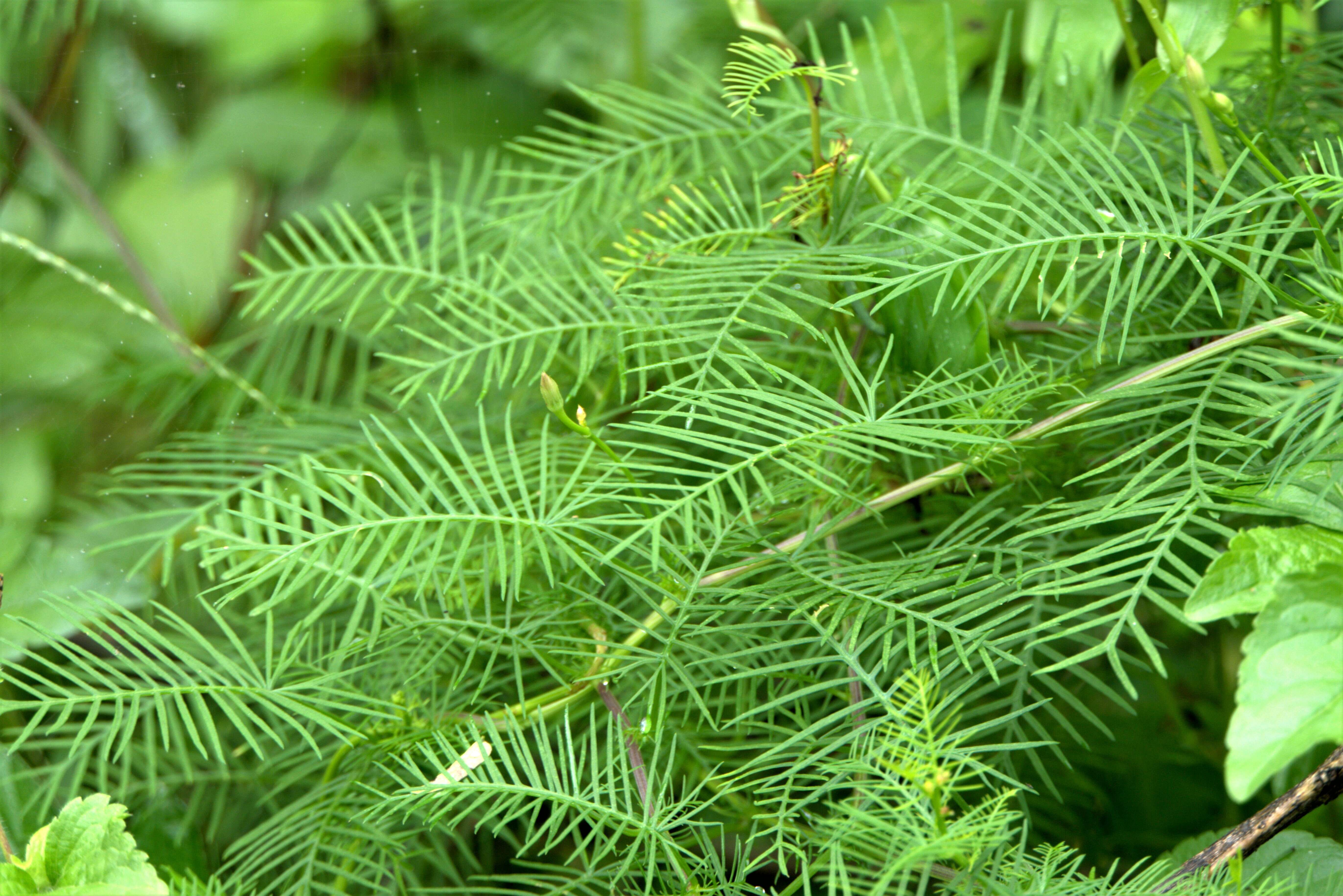 Image of Cypress Vine