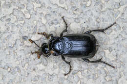 Image of Nicrophorus (Nicrophorus) humator (Gleditsch 1767)