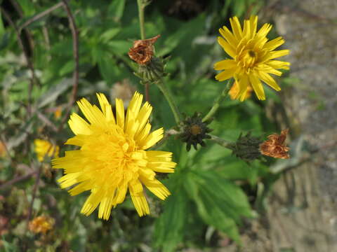 Image of hawkweed oxtongue