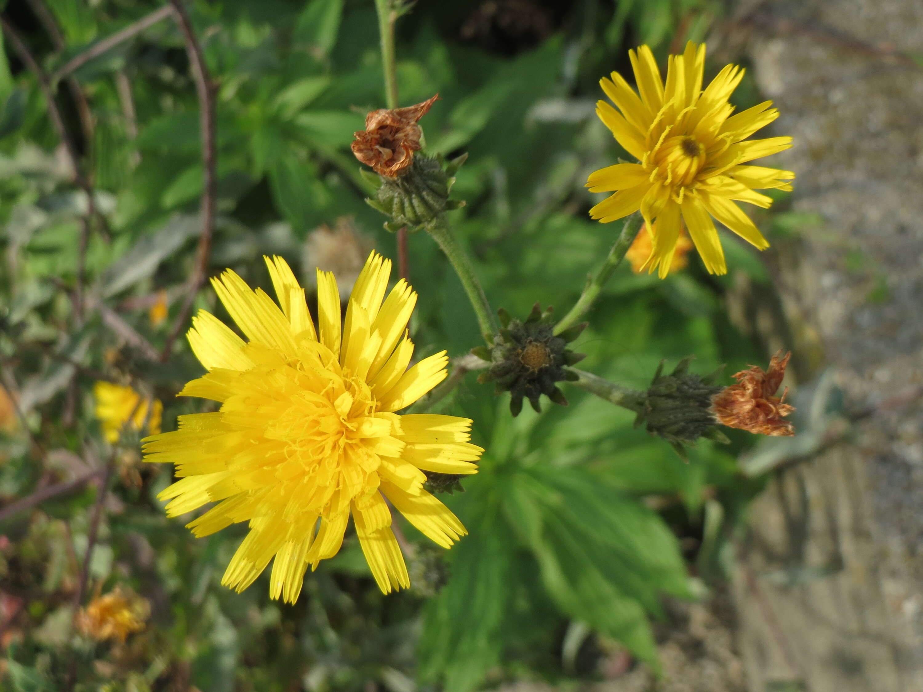 Слика од Picris hieracioides L.