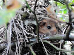 Image of hazel dormouse