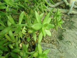 Image de Sedum nussbaumerianum Bitter