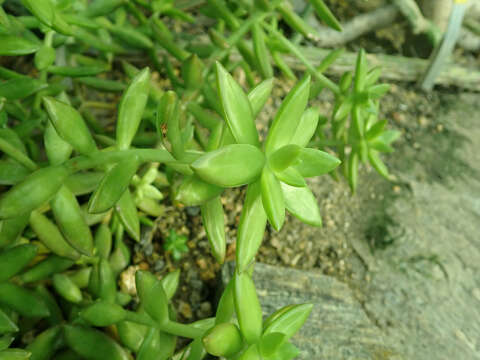 Image of Sedum nussbaumerianum Bitter