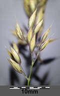 Image of Creeping Soft Grass