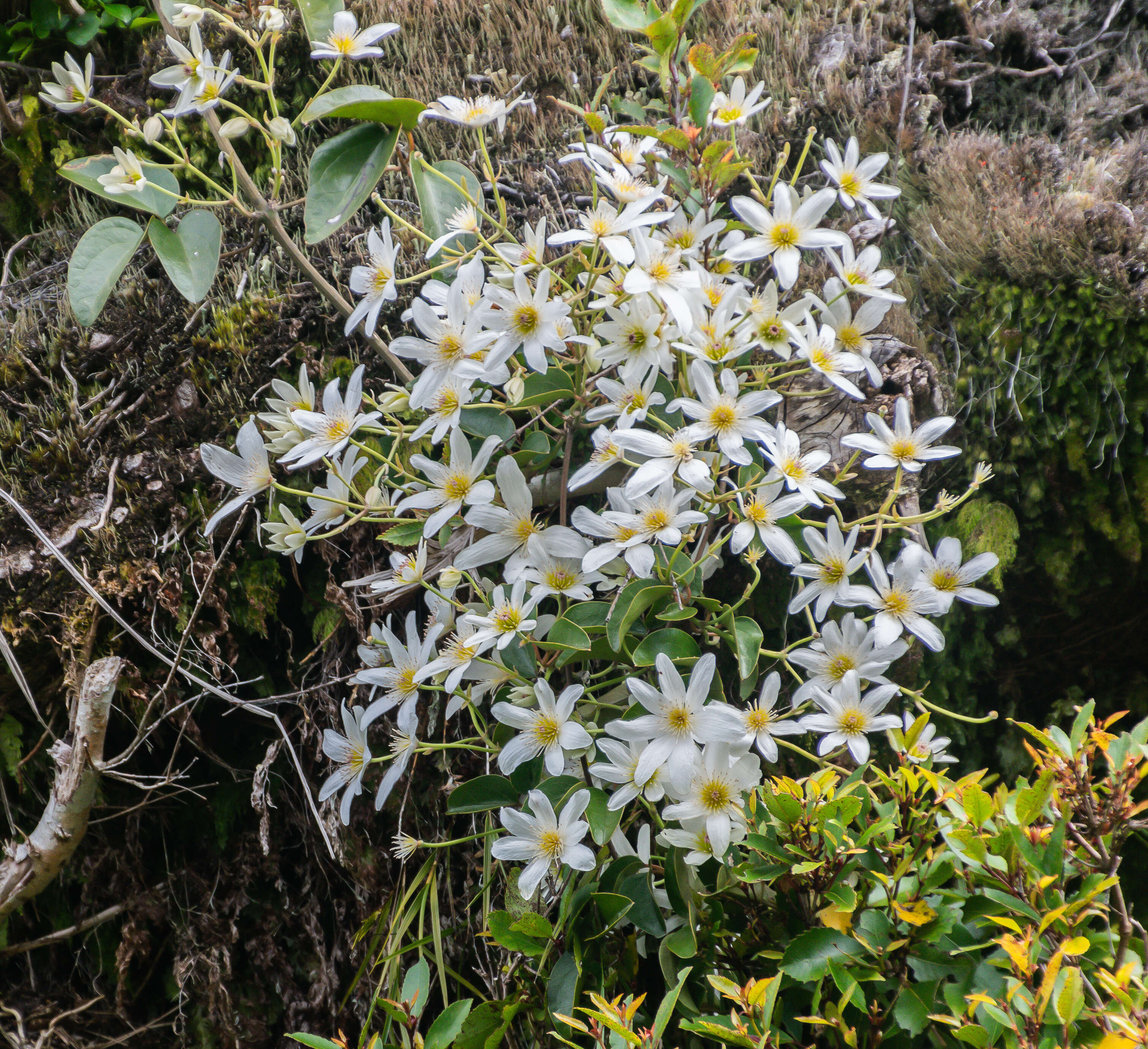 Image of New Zealand clematis