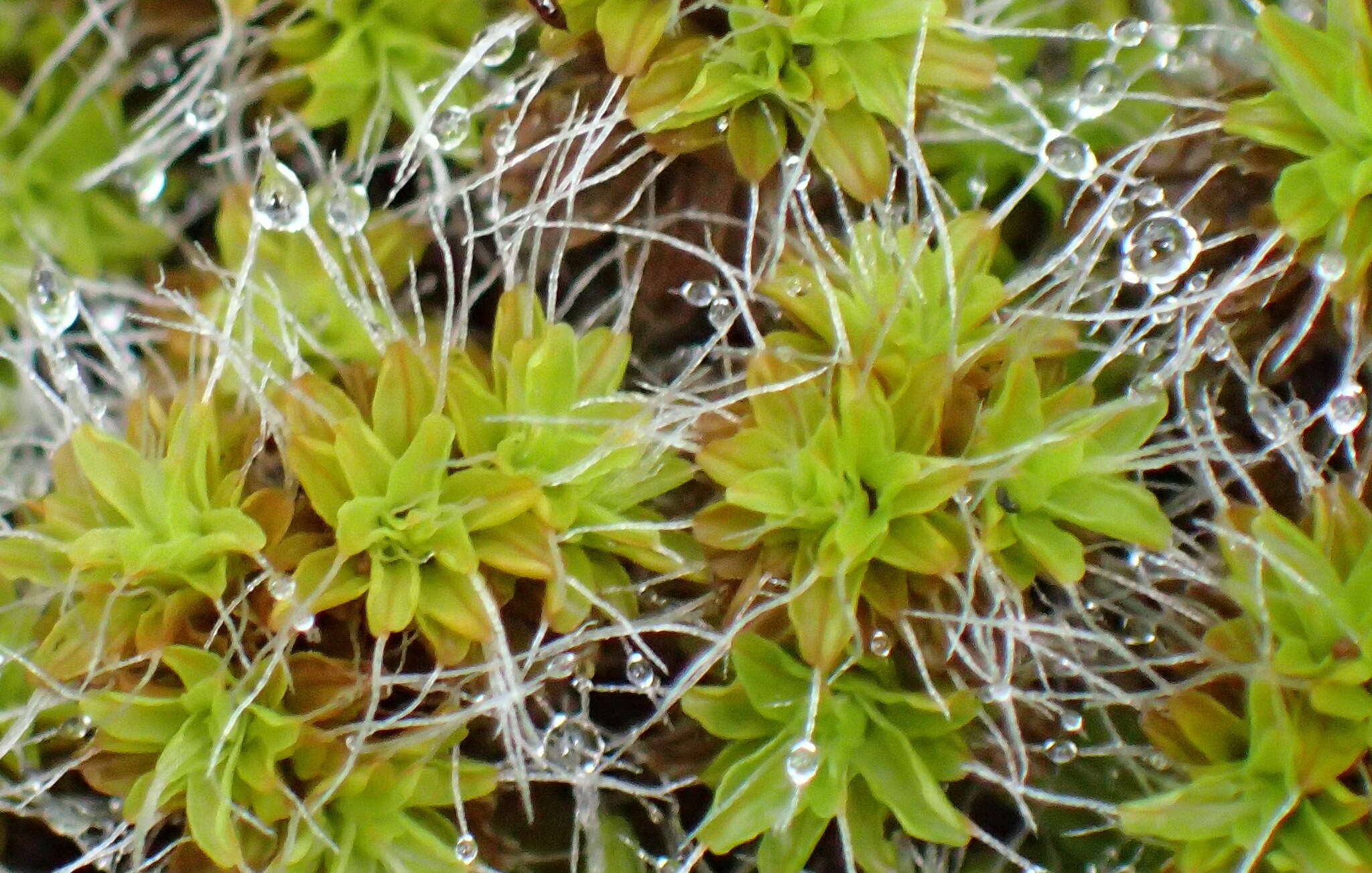 صورة Syntrichia ruralis Weber & D. Mohr 1803