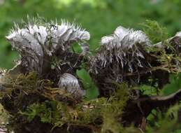 Image of felt lichen