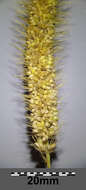 Image of Foxtail millet