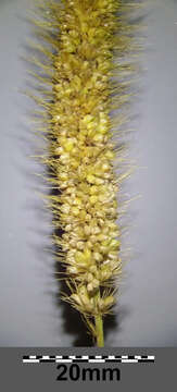 Image of Foxtail millet