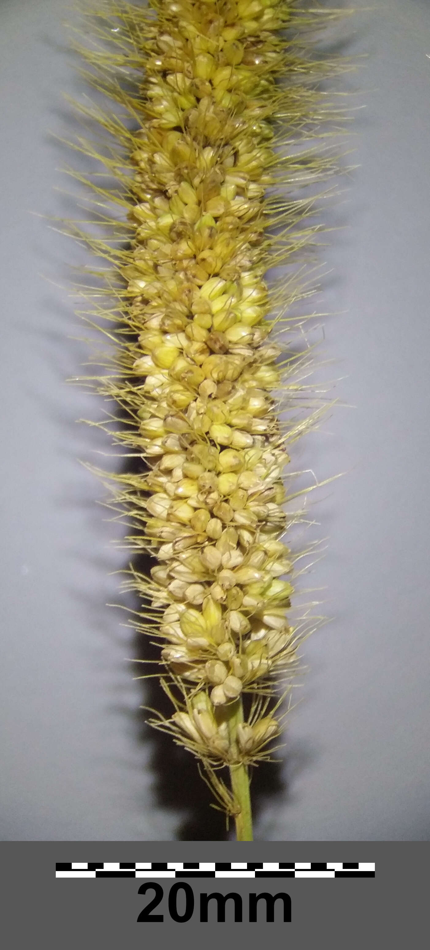 Image of Foxtail millet