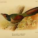 Image of Rufous-winged Ground Cuckoo