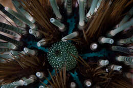 Image of banded sea urchin